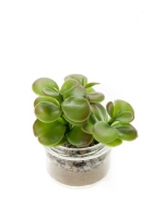 Succulent 13cm groen in glazen potje